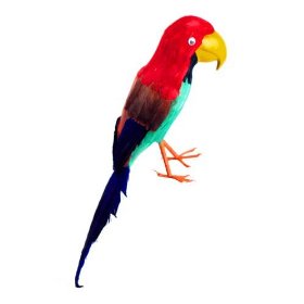 Feather-Parrot