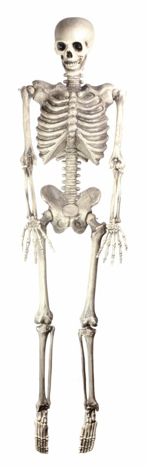 Hanging Skeleton Prop Bones Halloween Decoration Life Size